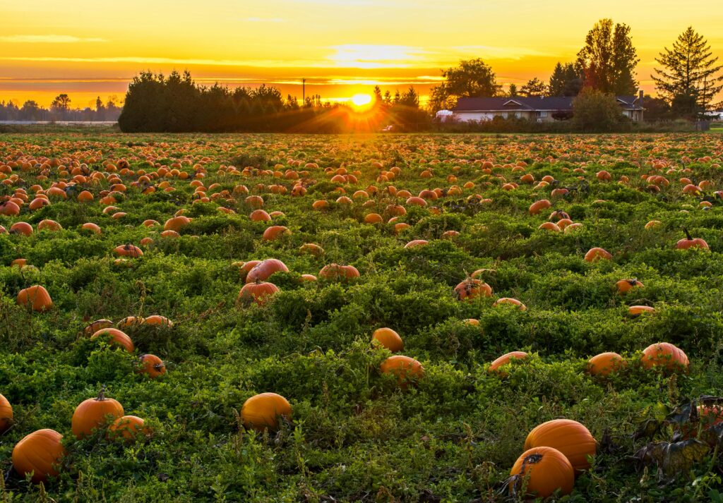 A blog post titled "Outdoor Fall Activities for Kids" on Taking Time, featuring 20 engaging and educational activities to keep children active during the fall season. Activities include nature walks, leaf collecting, jumping in leaf piles, fall scavenger hunts, hiking, visiting parks, pumpkin patch visits, starting a fall garden, fishing, kite flying, bird watching, apple picking, camping, stargazing, fall picnics, pumpkin carving, pine cone painting, fall sensory bins, bobbing for apples, and playing tag. The post emphasizes creating lasting memories while enjoying the crisp air and beautiful autumn scenery. | fall activities for kids | fall activities kindergarten | fall activities for kindergarteners | fall activities for preschoolers science | outdoor fall activities | fall activities | fall activities for the family | fall activities worksheets | outdoor fall games | printable fall activity